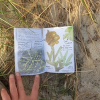 Image 3 of Seaweeds I’ve seen, touched & tasted in Nairm