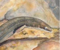 Image 2 of Short Finned Eel