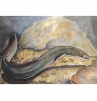 Image 1 of Short Finned Eel