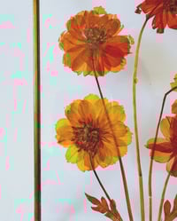 Image 3 of Vintage Dried Floral Sun Catcher