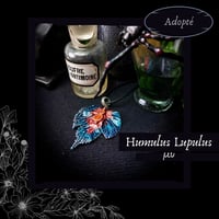 Image 12 of ☽ Humulus Lupulus ☾
