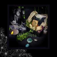 Image 2 of ☽ Syringa Maia ☾