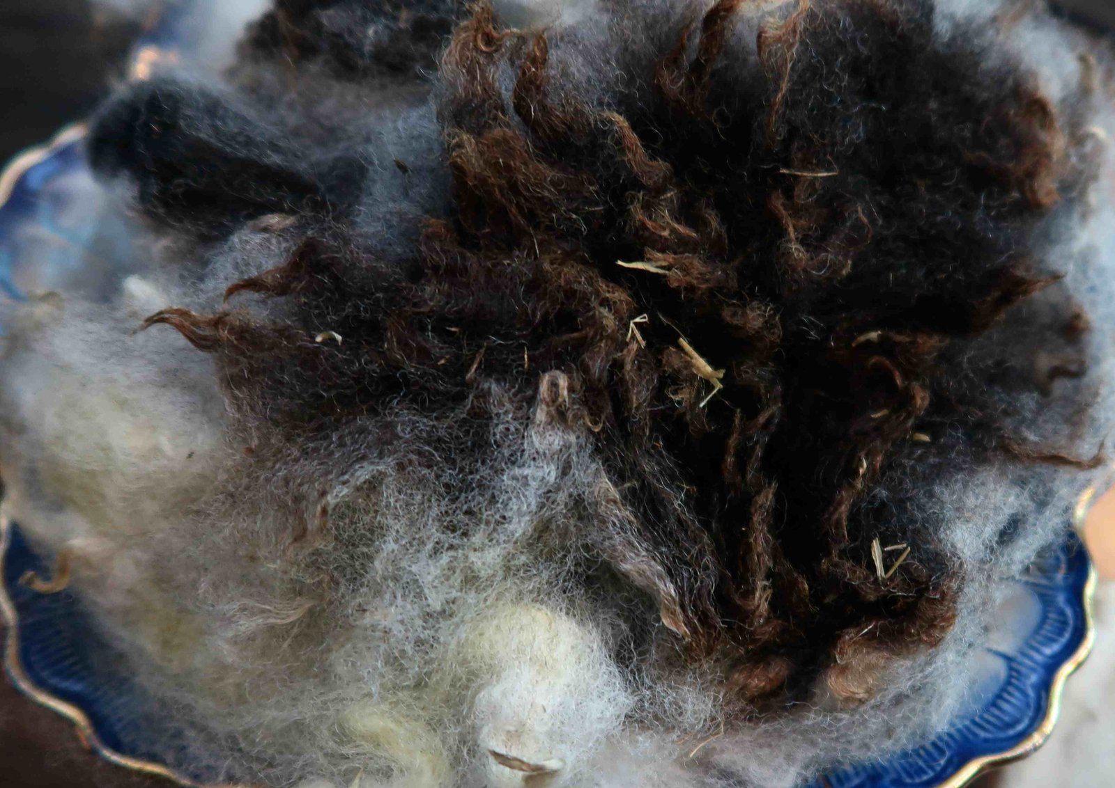 sheep sheep.list_.jpg