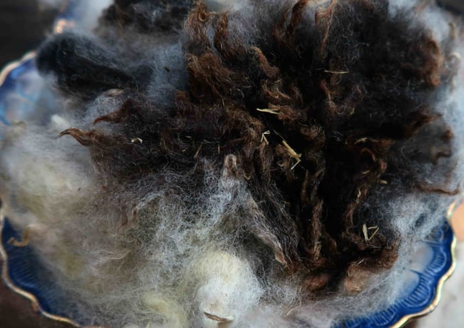 Dutch Spotted Sheep - Washed Fleece