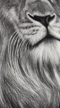 Image 3 of Giclee print “Silent majesty” 