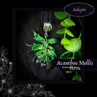 Image 4 of ☽ Acanthus Mollis ☾