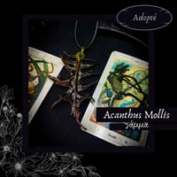 Image 3 of ☽ Acanthus Mollis ☾