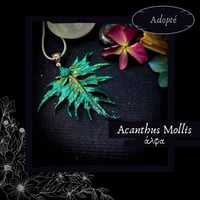 Image 1 of ☽ Acanthus Mollis ☾