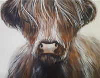 Image 5 of ‘Highland Cow’