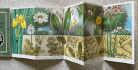 Image 2 of A Pantoscope Book Plants of Ponds and Streams by Paxton Chadwick