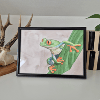 Image 1 of Red-eyed tree frog