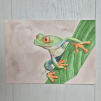 Image 2 of Red-eyed tree frog