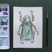 Image 1 of Beetle