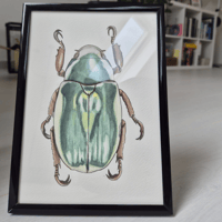 Image 2 of Beetle