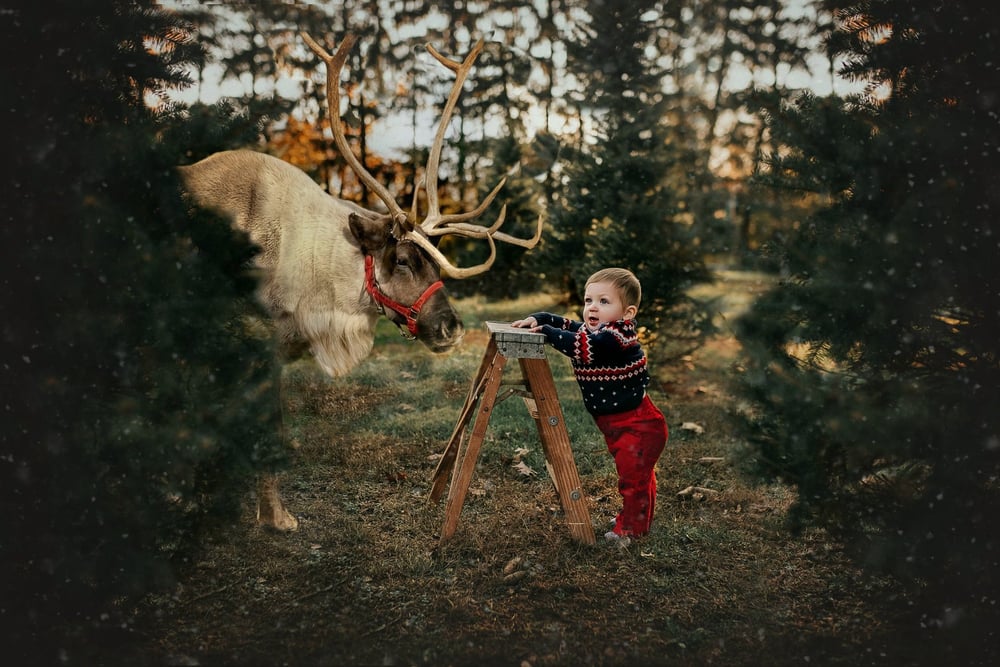 Image of 2025-Tree FARM MINI SESSIONS 