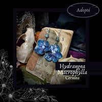 Image 1 of ☽ Hydrangea Cerulea ☾