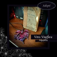 Image 11 of ☽ Vitis Vinifera ☾