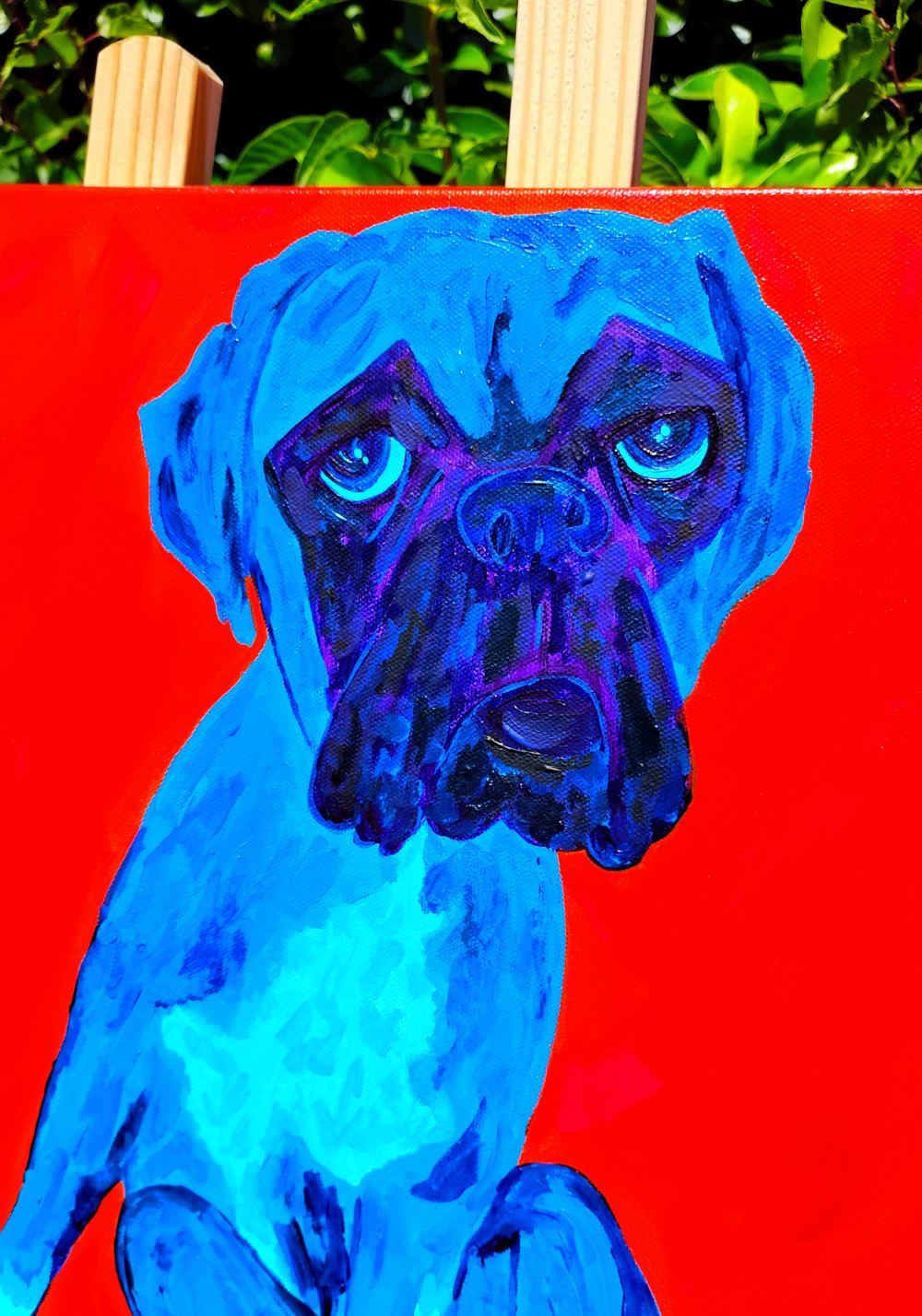 Blue Boxer Sitting on Red 16x16
