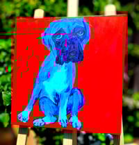 Image 2 of Blue Boxer Sitting on Red 16x16