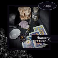 Image 1 of ☽ Helleborus Violacea ☾