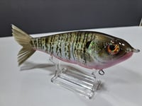 Image 2 of Skunk River Big Belly Shad 2