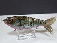 Image 4 of Skunk River Big Belly Shad 2