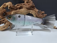Image 1 of Skunk River Big Belly Shad