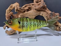 Image 1 of Skunk River Big Belly Shad 3