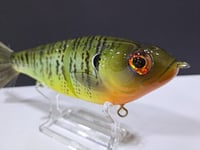 Image 3 of Skunk River Big Belly Shad 3