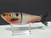 Image 2 of Skunk River Big Belly Shad 4