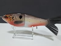 Image 4 of Skunk River Big Belly Shad 4
