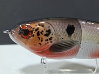 Image 5 of Skunk River Big Belly Shad 4