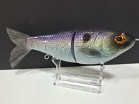 Image 3 of Skunk River Big Belly Shad 5