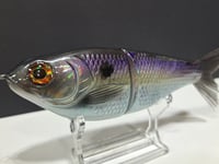 Image 5 of Skunk River Big Belly Shad 5