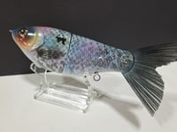 Image 2 of Skunk River Big Belly Shad 9