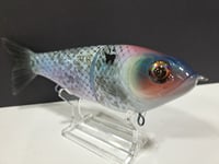 Image 3 of Skunk River Big Belly Shad 9