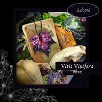 Image 8 of ☽ Vitis Vinifera ☾
