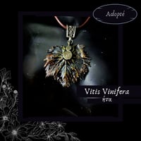Image 7 of ☽ Vitis Vinifera ☾
