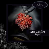 Image 1 of ☽ Vitis Vinifera ☾