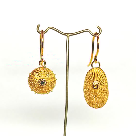 Beeld van Sea urchin/diamond and shell