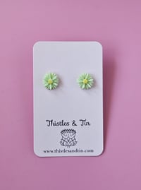 Image 5 of Bush Daisy | Stud Range - SKU 326