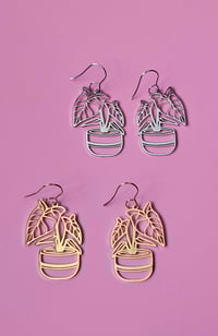 Image 1 of Alocasia | Dangles