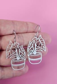 Image 2 of Alocasia | Dangles