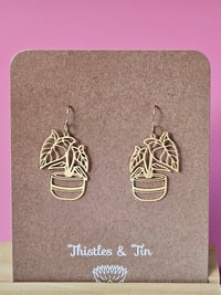 Image 4 of Alocasia | Dangles