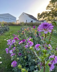 Image 3 of Wildflower Mini's Aug. 7th