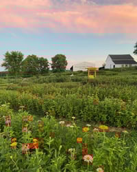 Image 1 of Wildflower Mini's Aug. 7th