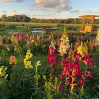 Image 2 of Wildflower Mini's Aug. 7th