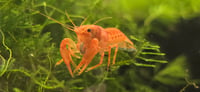 Image 1 of Orange Dwarf Mexican Crayfish (CPO)
