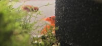 Image 3 of Orange Dwarf Mexican Crayfish (CPO)