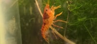 Image 5 of Orange Dwarf Mexican Crayfish (CPO)